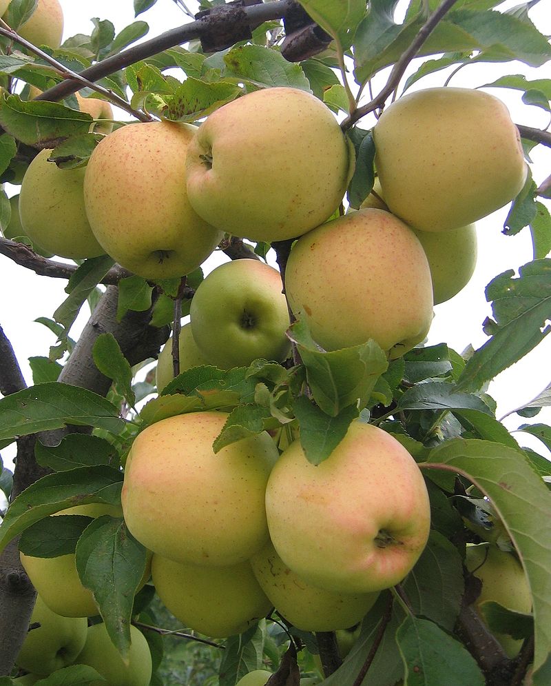 Pomme GoldenD cultivar