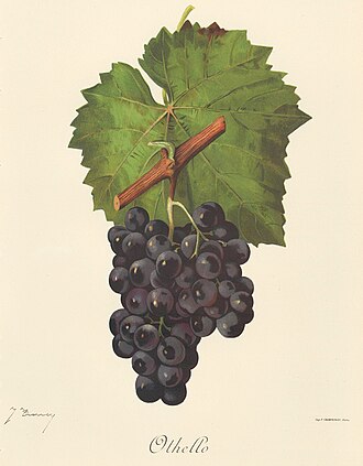 Othello_grape_variety