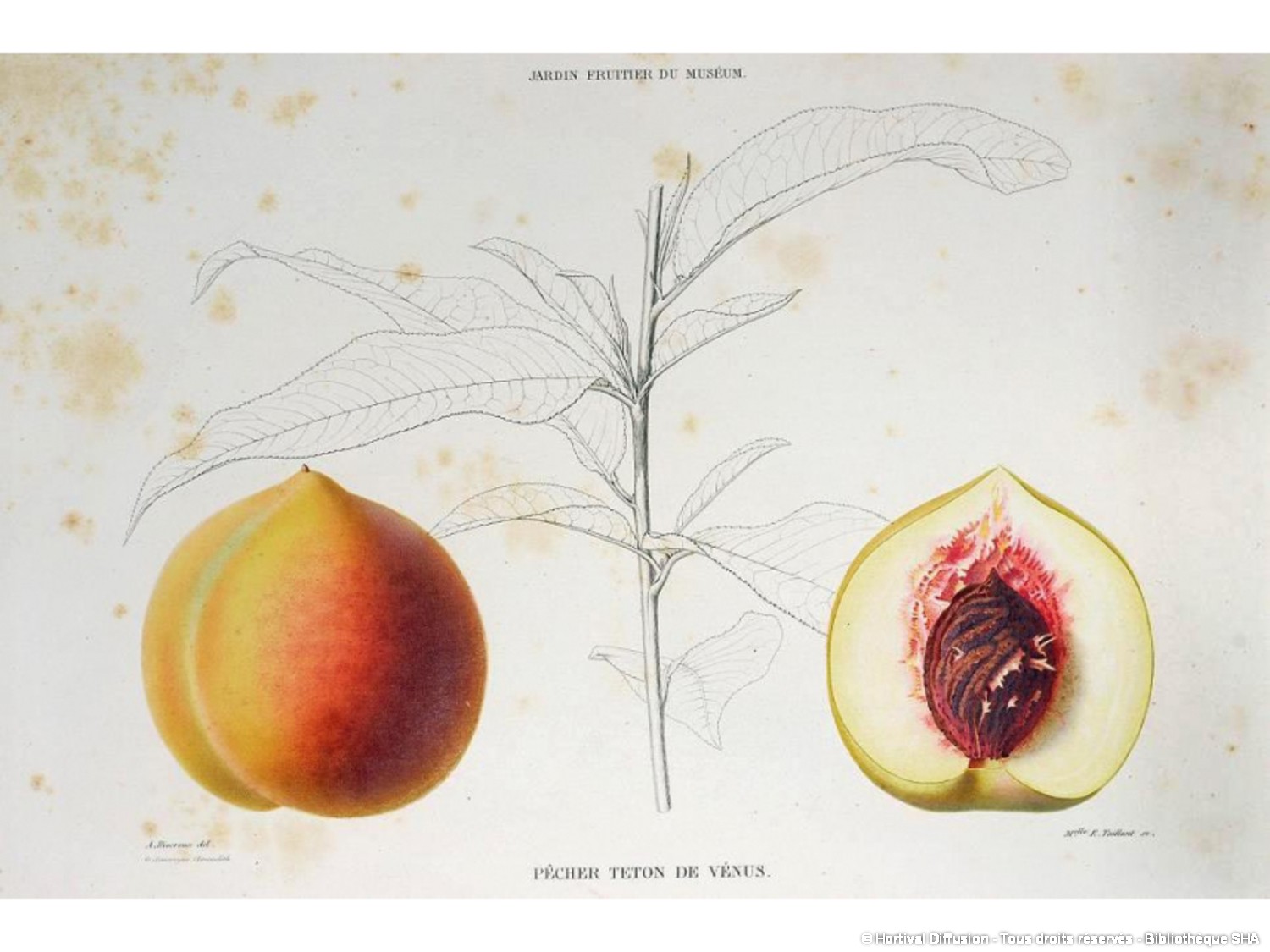 Pcher-Tton-de-Venus-02