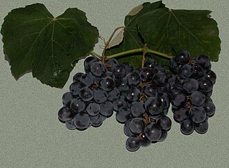 UvaFragola