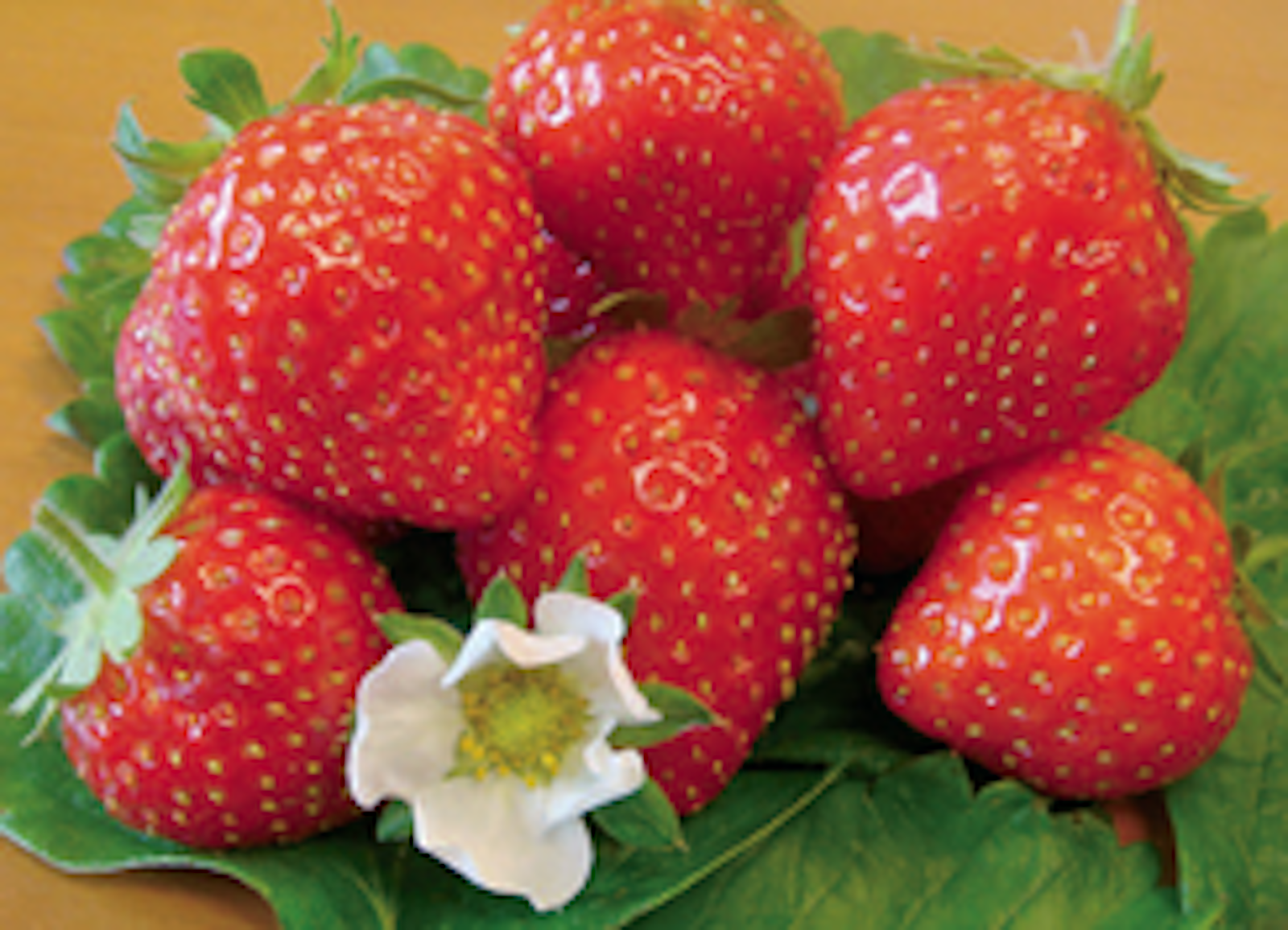 fraise-non-remontante