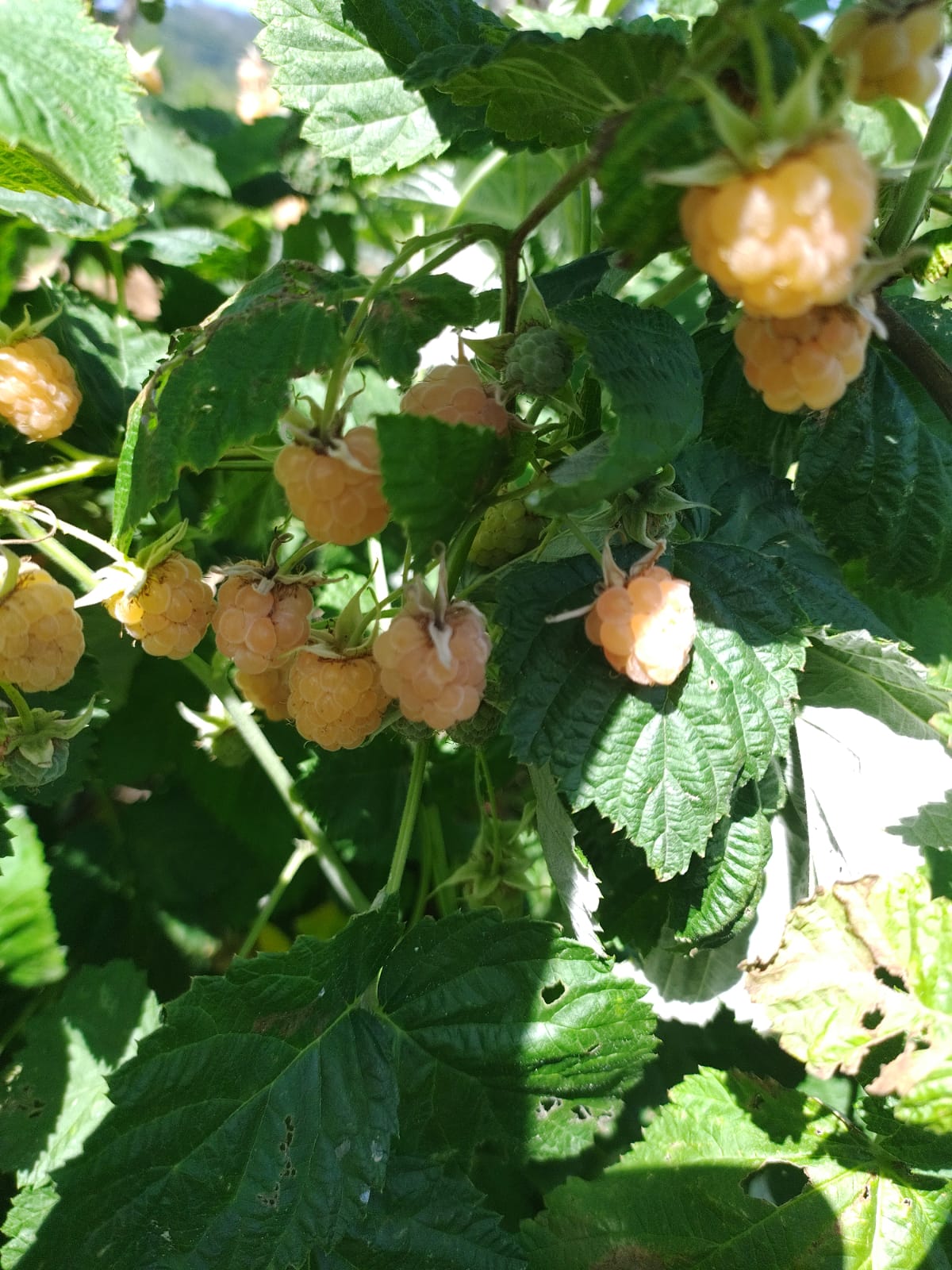 framboise-jaune