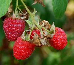 framboise-rouge