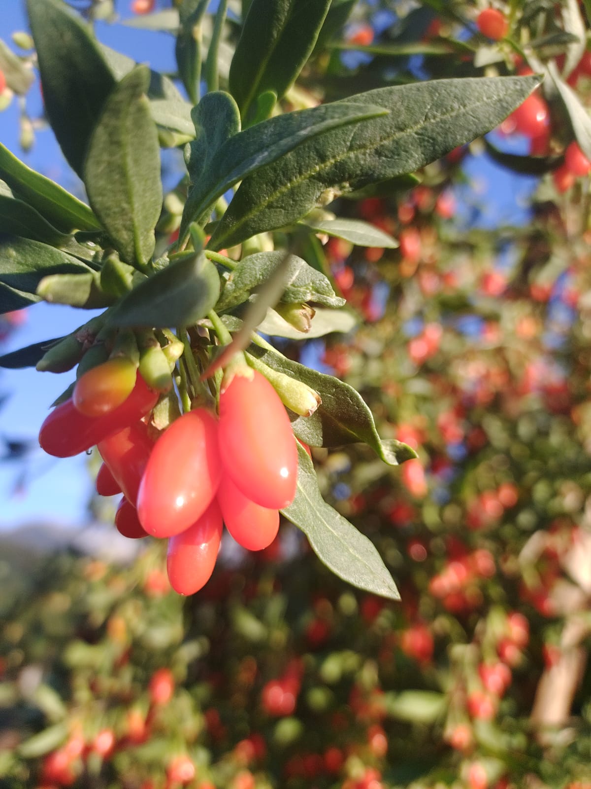 baie-goji