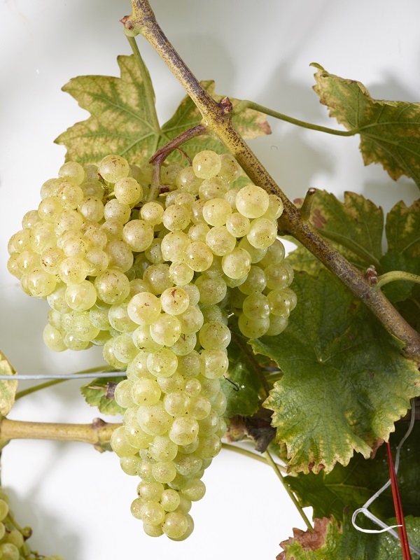 Chasselat cioutat