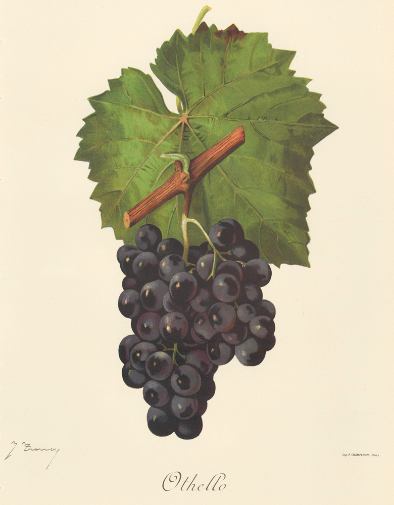 Othello_grape_variety